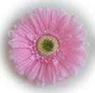 early fall/late summer weddings