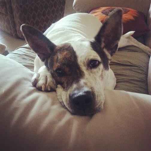 Show me your Furbabies!