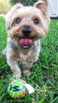 Show me your Furbabies!