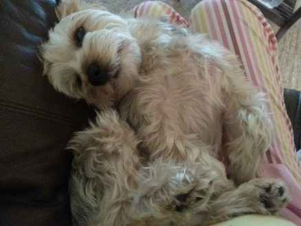 Show me your Furbabies!