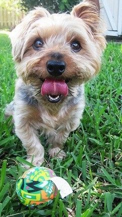 Show me your Furbabies!