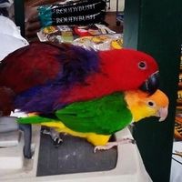 Show me your Furbabies!