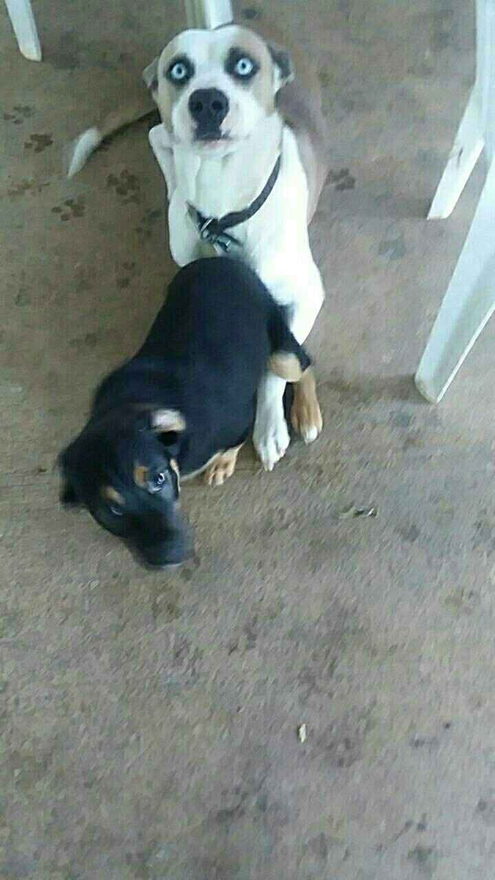 Show me your fur babies!