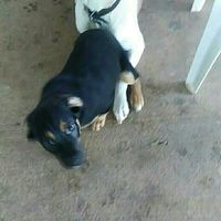 Show me your fur babies!