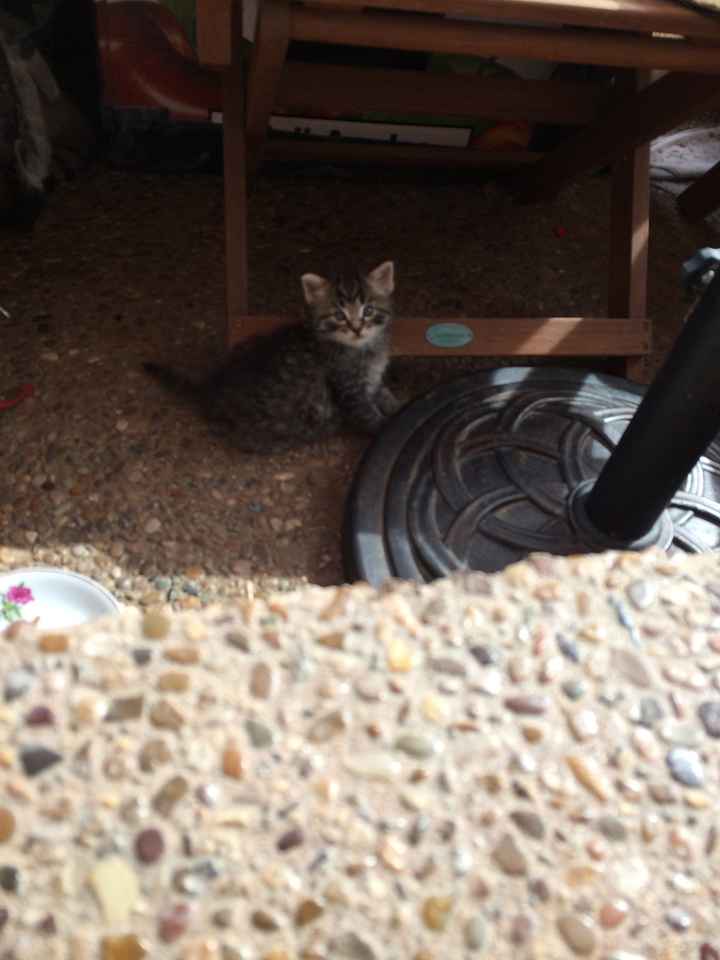 NWR:  It's Feline Friday...