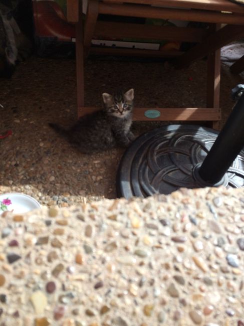 NWR:  It's Feline Friday...
