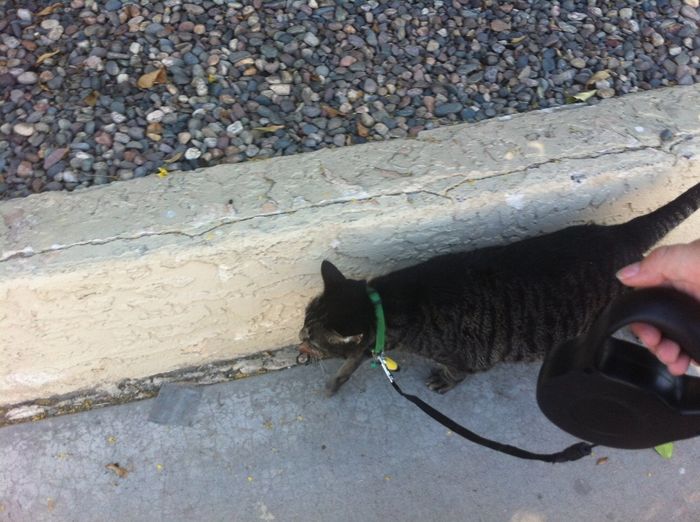 Do you and your FH have a pet?