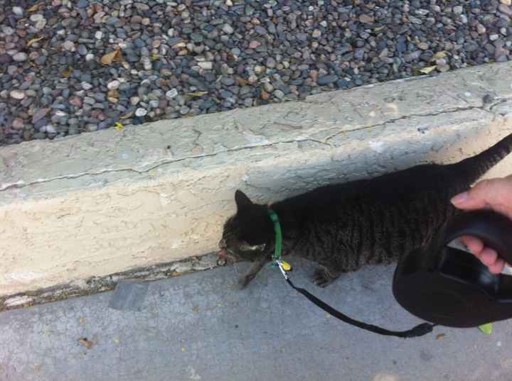 Do you and your FH have a pet?