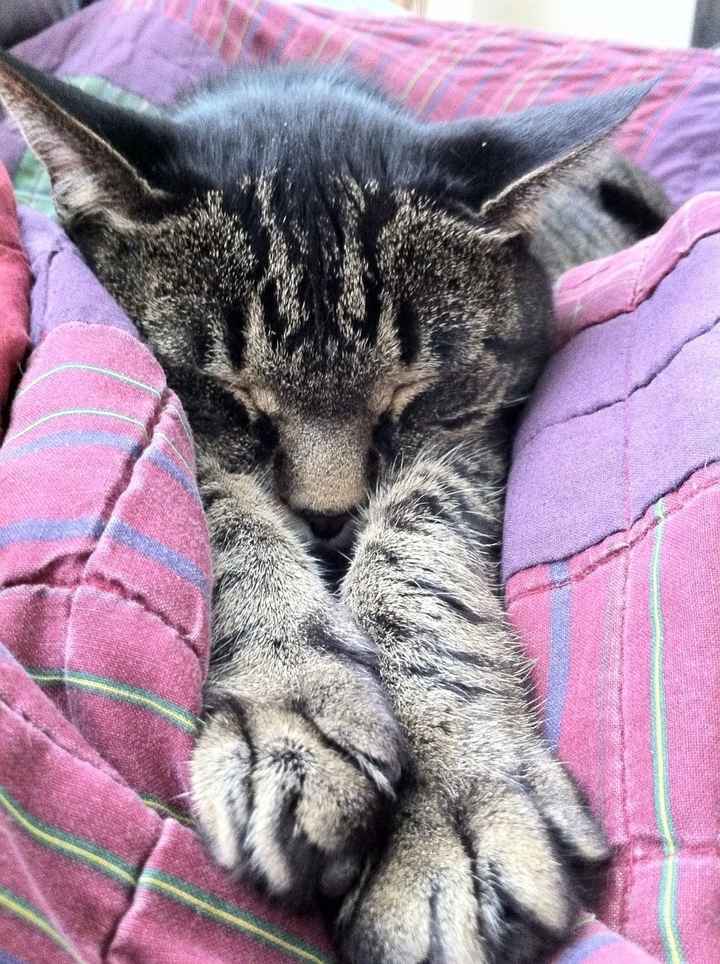 NWR-Spoiled animals