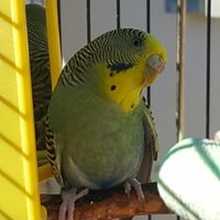 Let's see your fur babies!! - 1