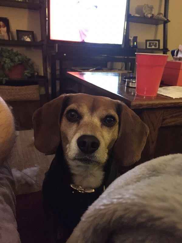 NWR: Puppybowl! And Fur Babies!