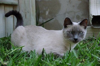 NWR... my cats.. do you have any pets?