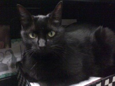 NWR... my cats.. do you have any pets?