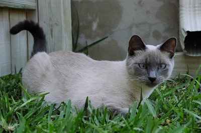 NWR... my cats.. do you have any pets?
