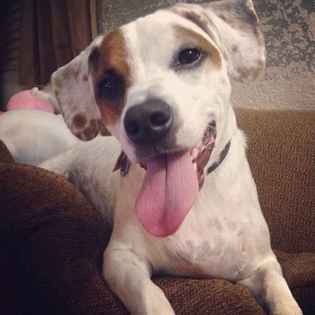 your fur babies baby pics- share'em if you got'em