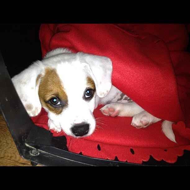 your fur babies baby pics- share'em if you got'em