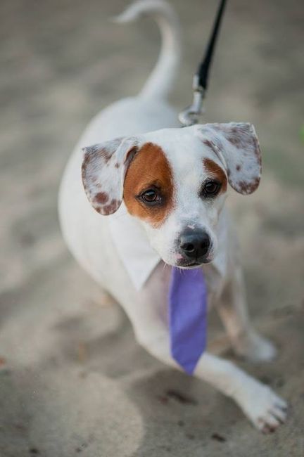 NWR: Fur baby thread!