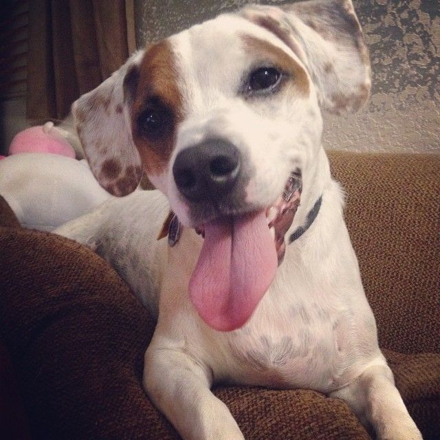 your fur babies baby pics- share'em if you got'em