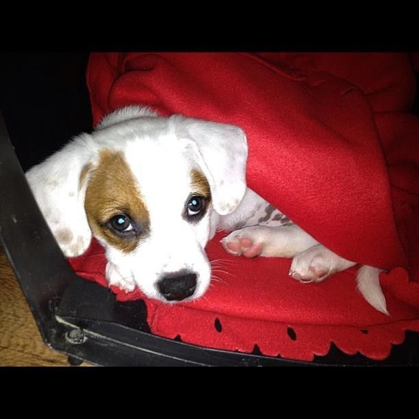 your fur babies baby pics- share'em if you got'em