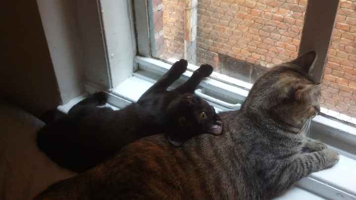 NWR: Fur baby thread!