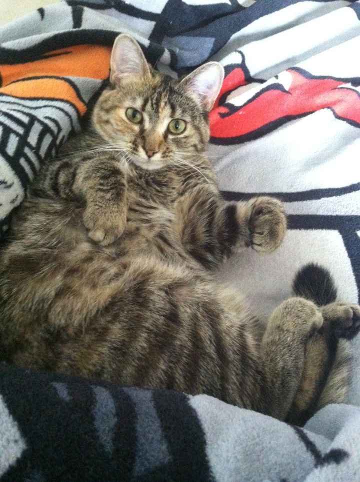 Show me your Furbabies!