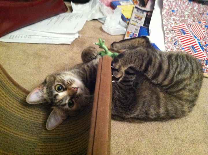 Nwr: we just adopted a new kitty