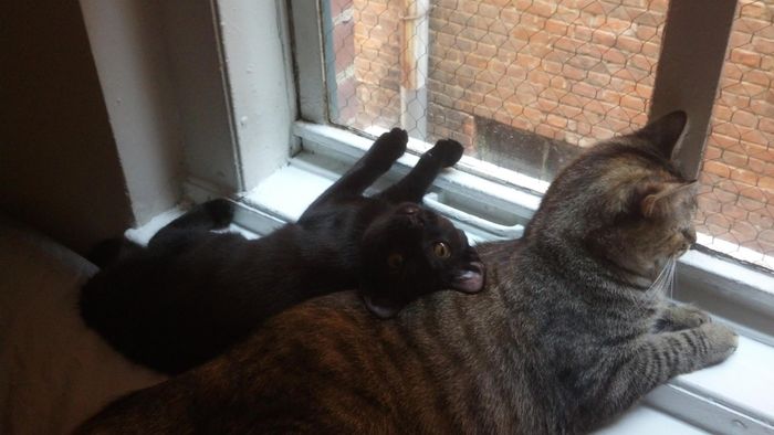 NWR: Fur baby thread!