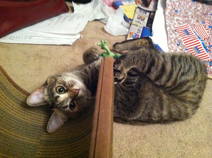 Nwr: we just adopted a new kitty