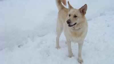 Let's do a show-and-tell about our fur-babies!!!