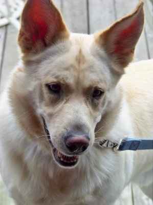 For animal lovers, brag about your animals!!