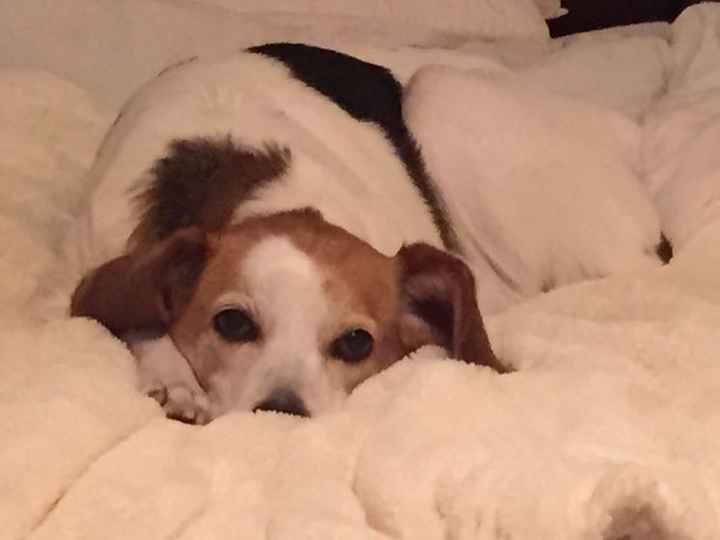 Spinoff: Show us your rescues!