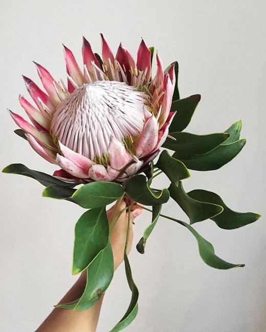 Help! Where to order King Protea?! 1