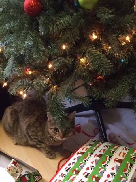 Show off your fur babies!
