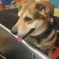 NWR: National Dog Day!