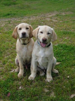 NWR: What kind of dog do you have?