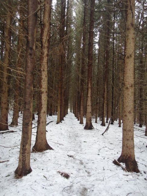 Forest Wedding Help 2