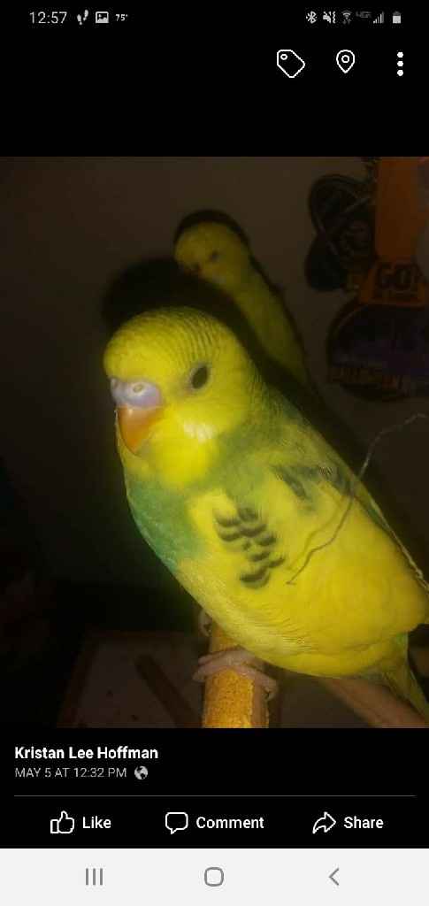 Let's see your fur babies!! - 2