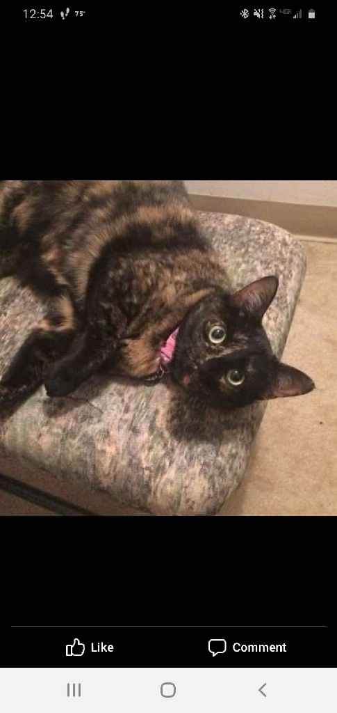 Let's see your fur babies!! - 3