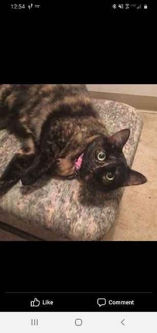 Let’s See Your Fur Babies! - 1