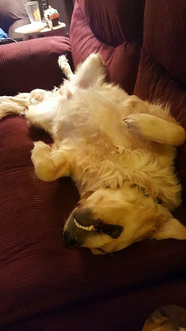 NWR: Bored? Show off your pets!