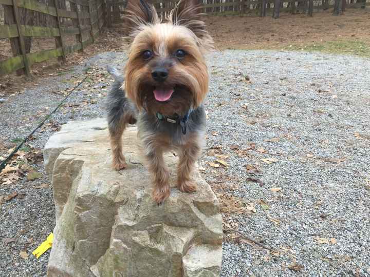 Positive thoughts and pictures of fluffy pets please