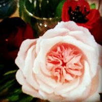 Crepe paper flowers - 2