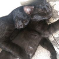 NWR: Saying Goodbye to My Kitty