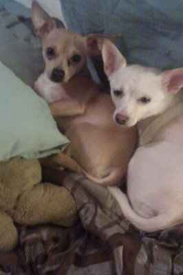 Furbabies!