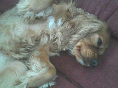 NWR: What kind of dog do you have?