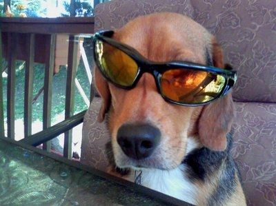NWR: What kind of dog do you have?