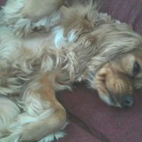 NWR: What kind of dog do you have?