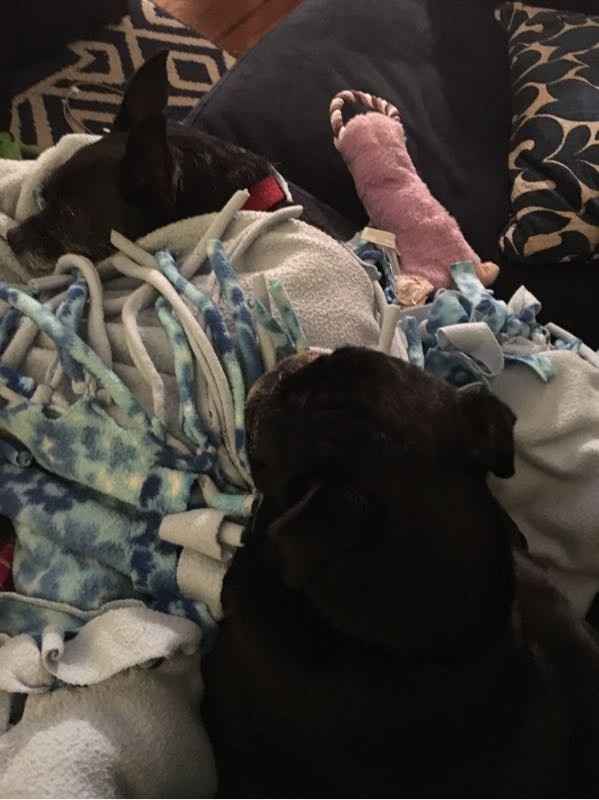 NWR: furbabies