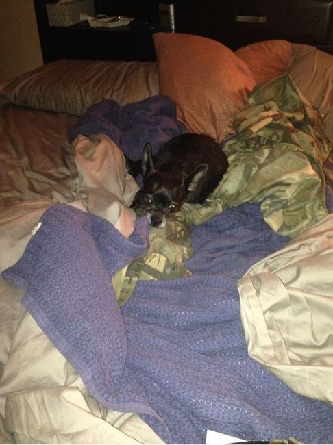 NWR: National Dog Day!