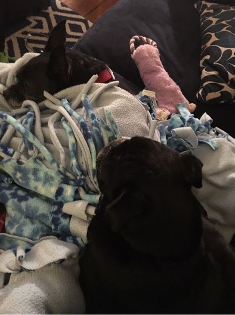 NWR: furbabies